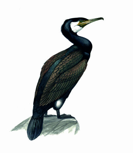 kormoran.jpg